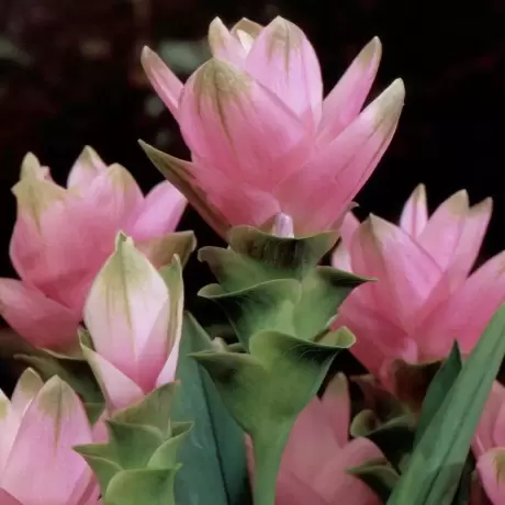 Curcuma Pink