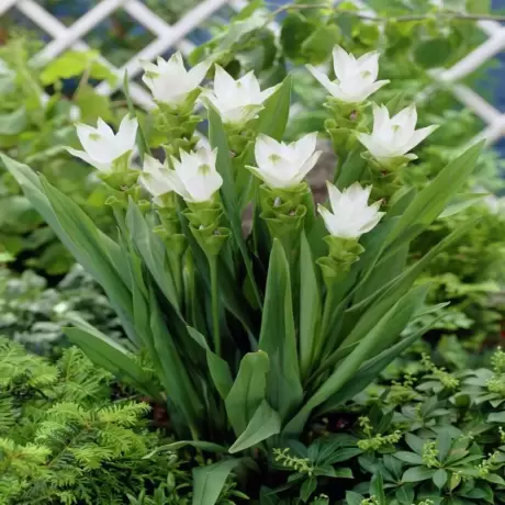 Curcuma White Wonder