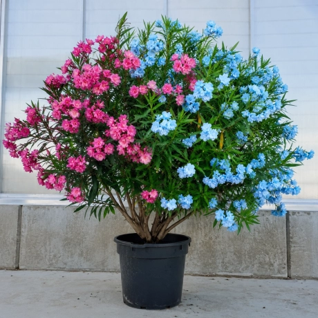 Leandru Tufa Bicolor - Magenta Cu Cyan