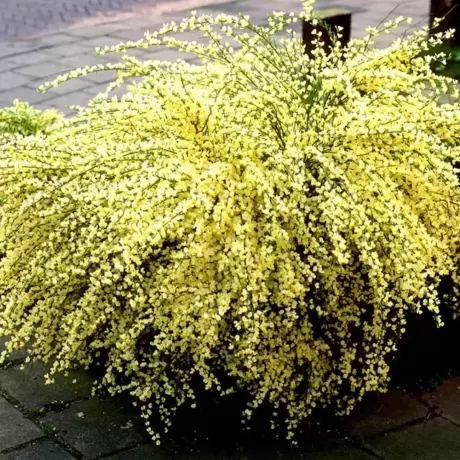 Cytisus Allgold la Ghiveci