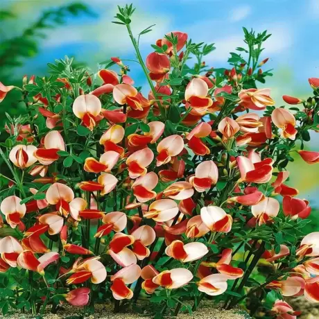 Cytisus Maria Burkwood la Ghiveci