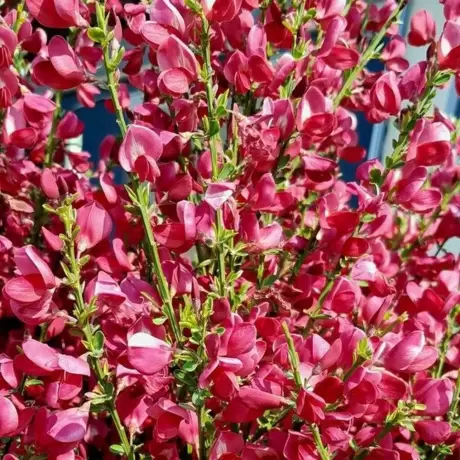 Cytisus Red Wings la Ghiveci