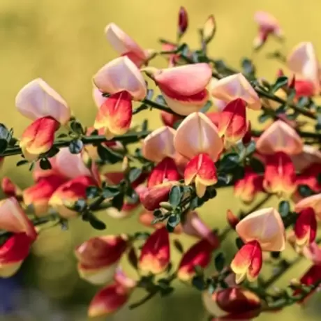 Cytisus Zeelandia la Ghiveci