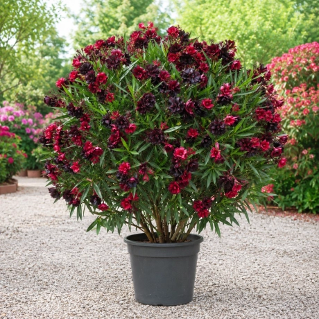 Leandru Tip Tufa - Black Garnet Royale