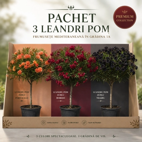 Pachet PROMO Leandru Pomisor