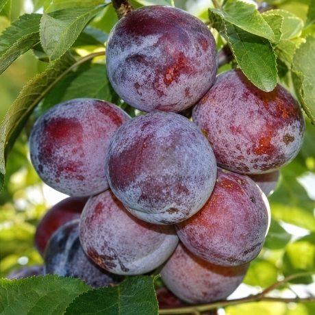 Pom fructifer - Prun Anna Spath - Perioada Coacere Tarziu