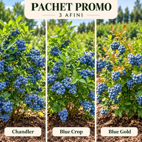 Pachet Promo „Trio de Afine” – Chandler, Blue Crop și Blue Gold