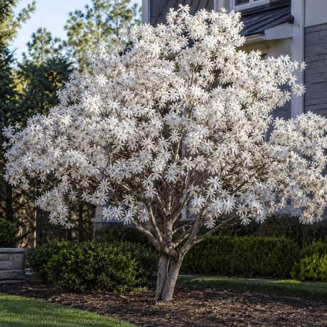 Magnolia Rosea Vromans la Ghiveci