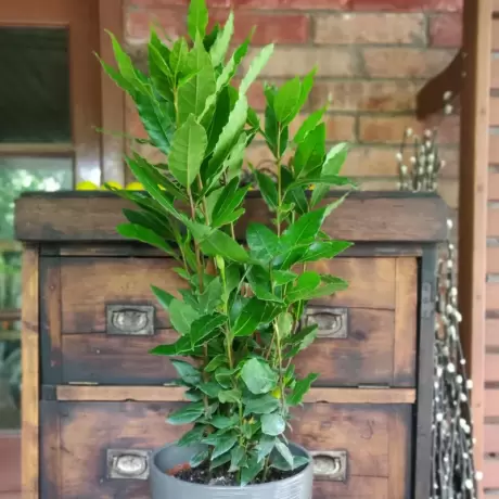 Dafin comestibil - Laurus Nobilis la Ghiveci