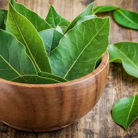 Dafin comestibil - Laurus Nobilis la Ghiveci