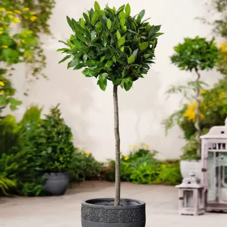 Dafin comestibil Tip Copacel - Laurus Nobilis la Ghiveci