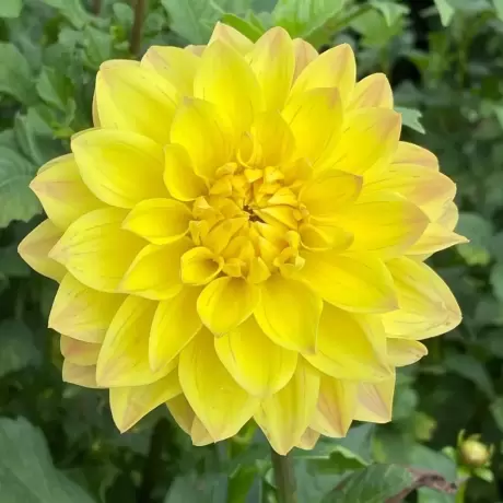 Rizomi de Dalie American Sun