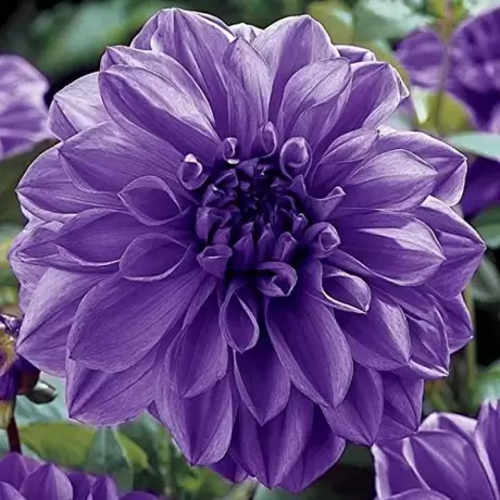 Rizomi de Dalie Blue Boy