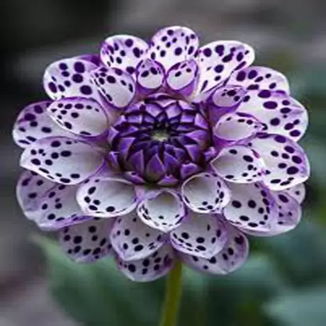 Rizomi de Dalie Boom Boom Purple