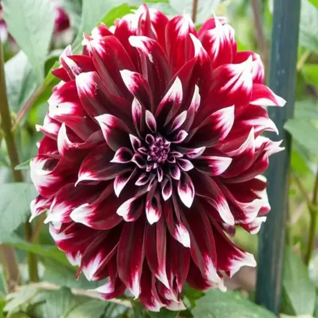 Rizomi de Dalie Contraste