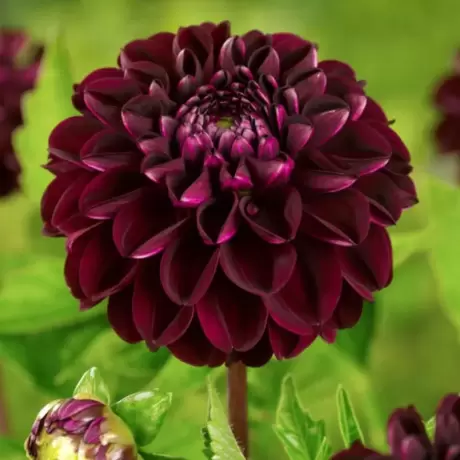 Rizomi de Dalie Dark Spirit