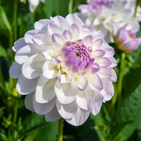 Rizomi de Dalie Eveline