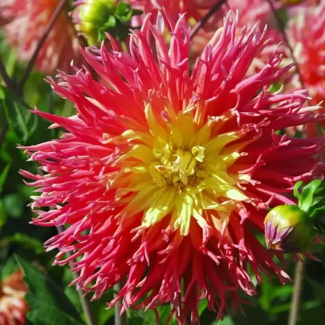 Rizomi de Dalie Fringed Star