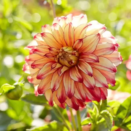 Rizomi de Dalie Lady Darlene