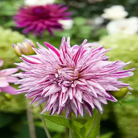 Rizomi de Dalie Mick-s Peppermint