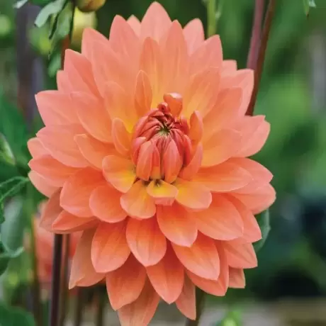 Rizomi de Dalie Orange Charm