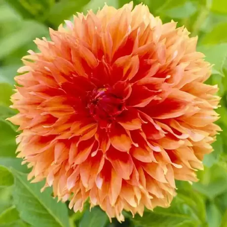 Rizomi de Dalie Orange Colors