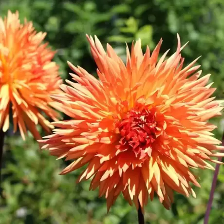 Rizomi de Dalie Mel-s Orange Marmalade