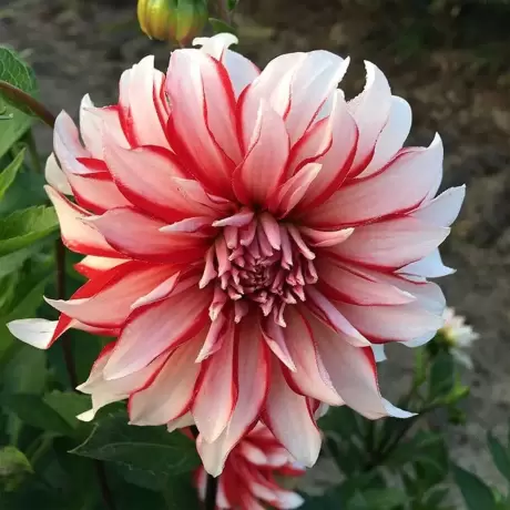Rizomi de Dalie Penny Lane