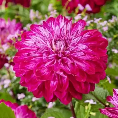Rizomi de Dalie Pink Charm