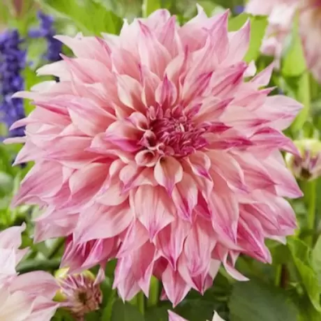 Rizomi de Dalie Pink Spikes