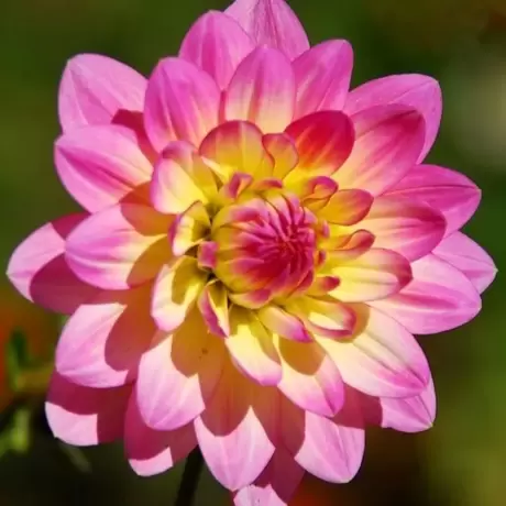 Rizomi de Dalie Pink to Yellow