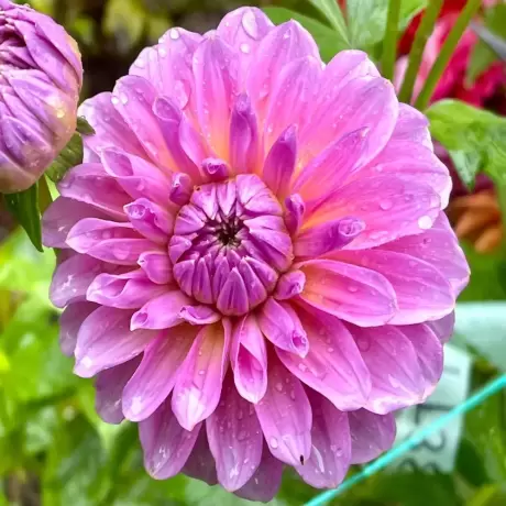 Rizomi de Dalie Pink Wonder