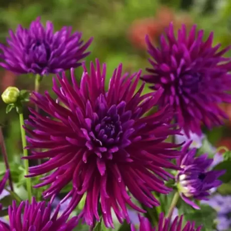 Rizomi de Dalie Purple Gem