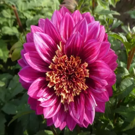 Rizomi de Dalie Purple Puff