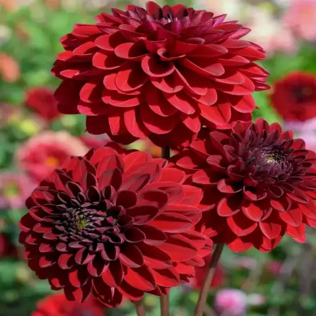 Rizomi de Dalie Queen Garden