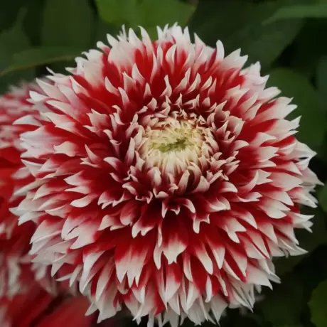 Rizomi de Dalie Red and White Fubuki