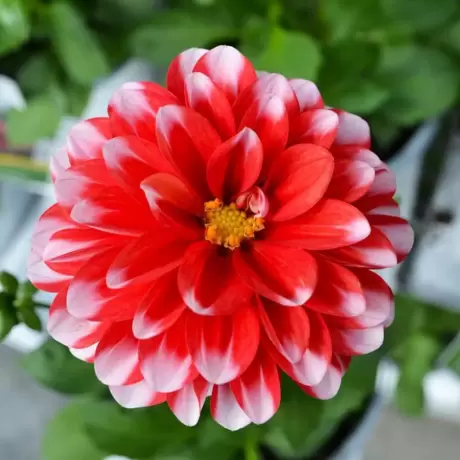 Rizomi de Dalie Red with White