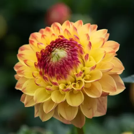Rizomi de Dalie Sunny Boy