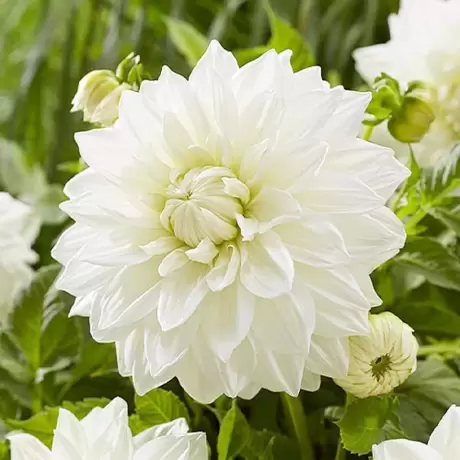 Rizomi de Dalie White Charm