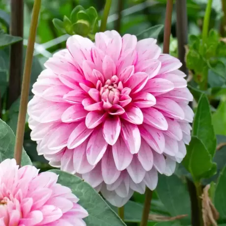 Rizomi de Dalie White Pink