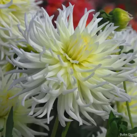 Rizomi de Dalie White Star