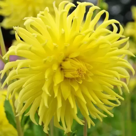 Rizomi de Dalie Yellow Star