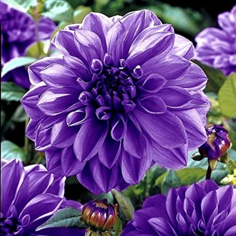 Rizomi de Dalie Pitica Black Purple