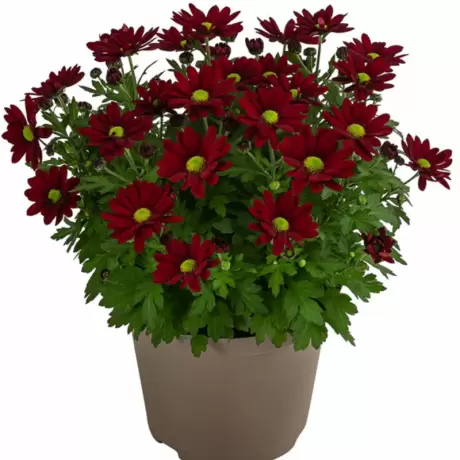 Crizanteme Timpurii - Dark Red la Ghiveci