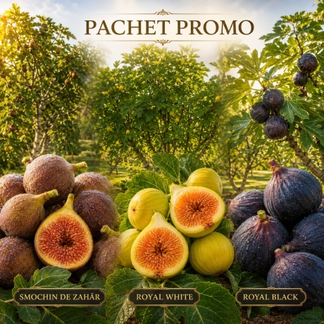 Pachet Trio Deliciile Gradinii Smochini - La Ghiveci