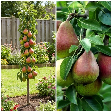 Pom Fructifer - Par columnar Decora - Anul 4 cu Radacina Nuda