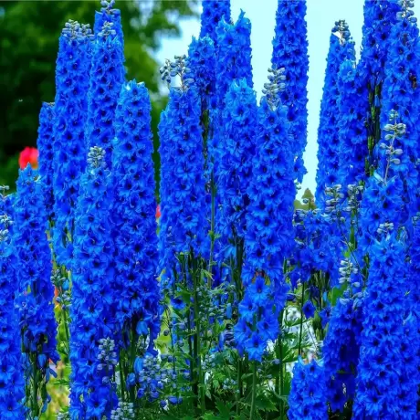 Delphinium Blue