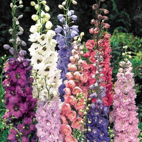 Delphinium Mix