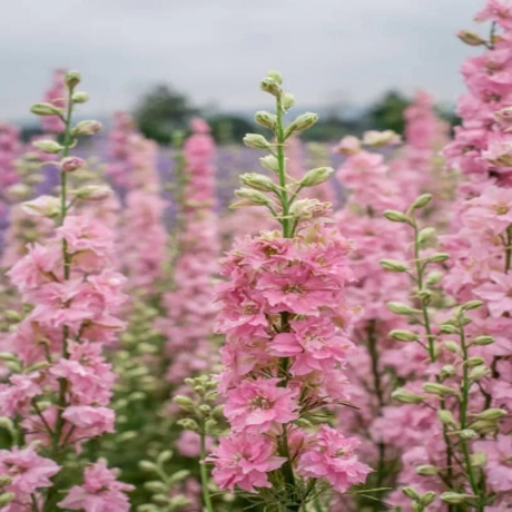 Delphinium Pink