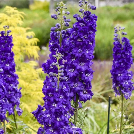 Delphinium Purple la Ghiveci